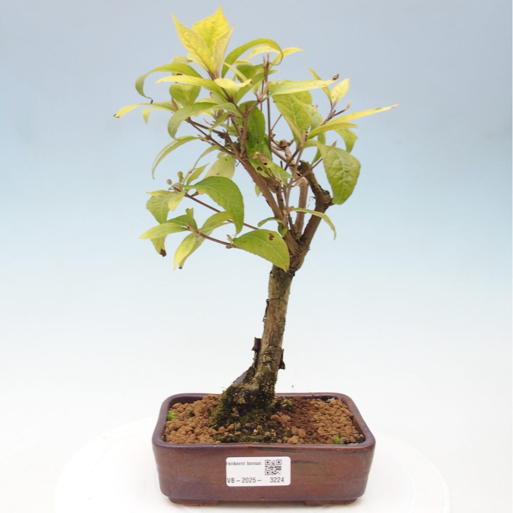 Outdoor bonsai - callicarpa jap Leucocarpa
