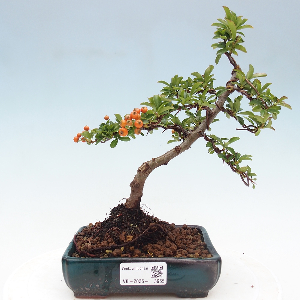Outdoor bonsai-Pyracantha Teton -Hlox