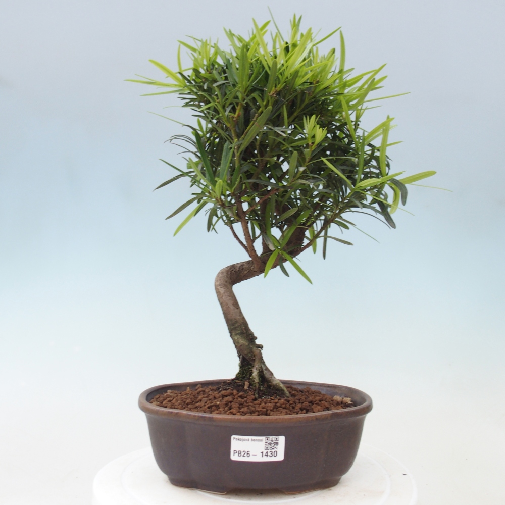 Room bonsai - Podocarpus - Stone Yew