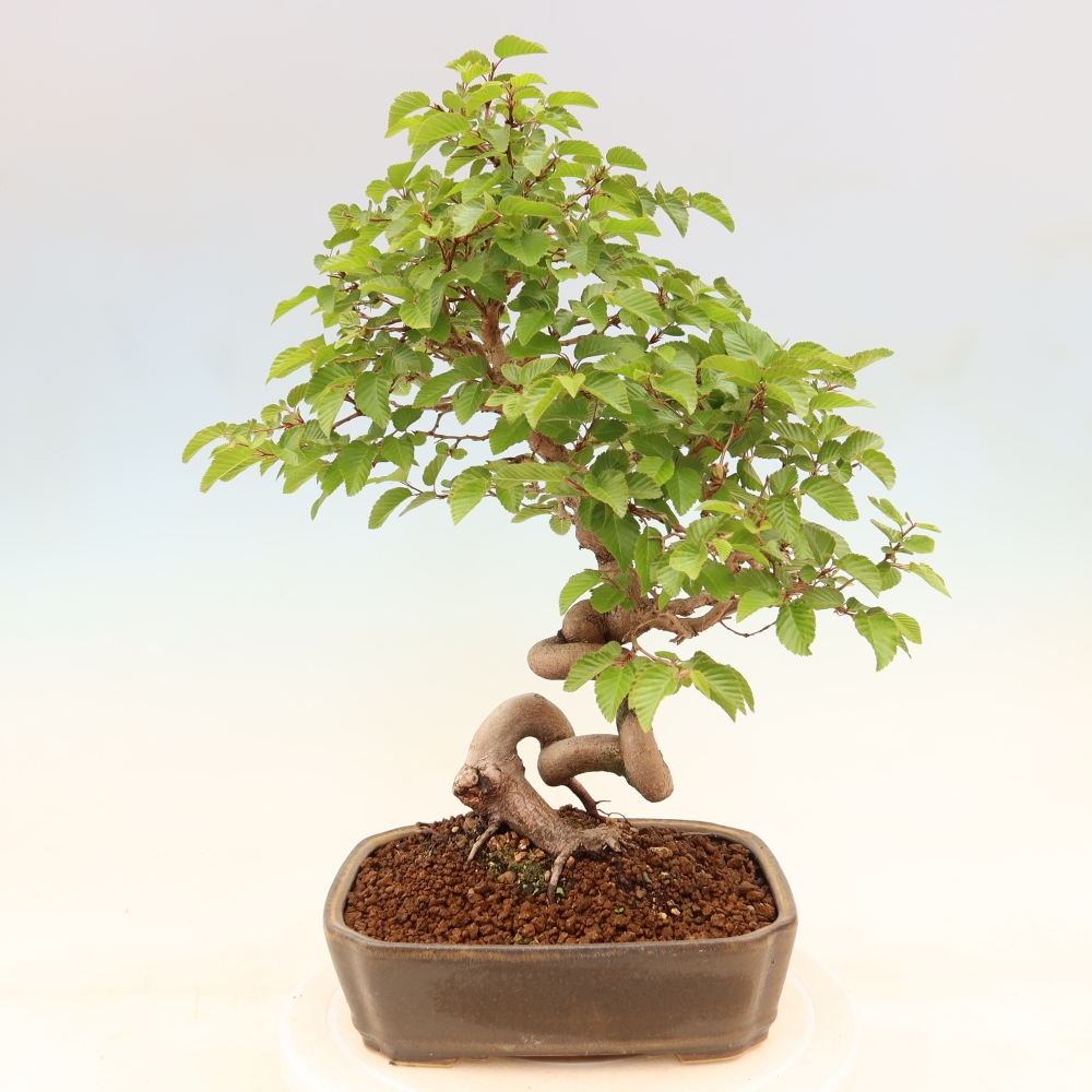 Outdoor bonsai -Carpinus coreana - Korean Hornbeam
