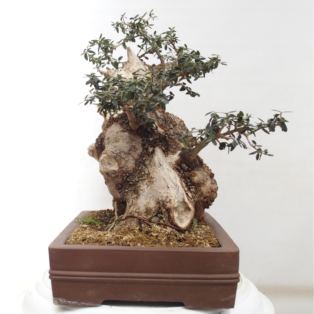 Indoor bonsai - Olea europaea sylvestris - European small-leaved olive oil