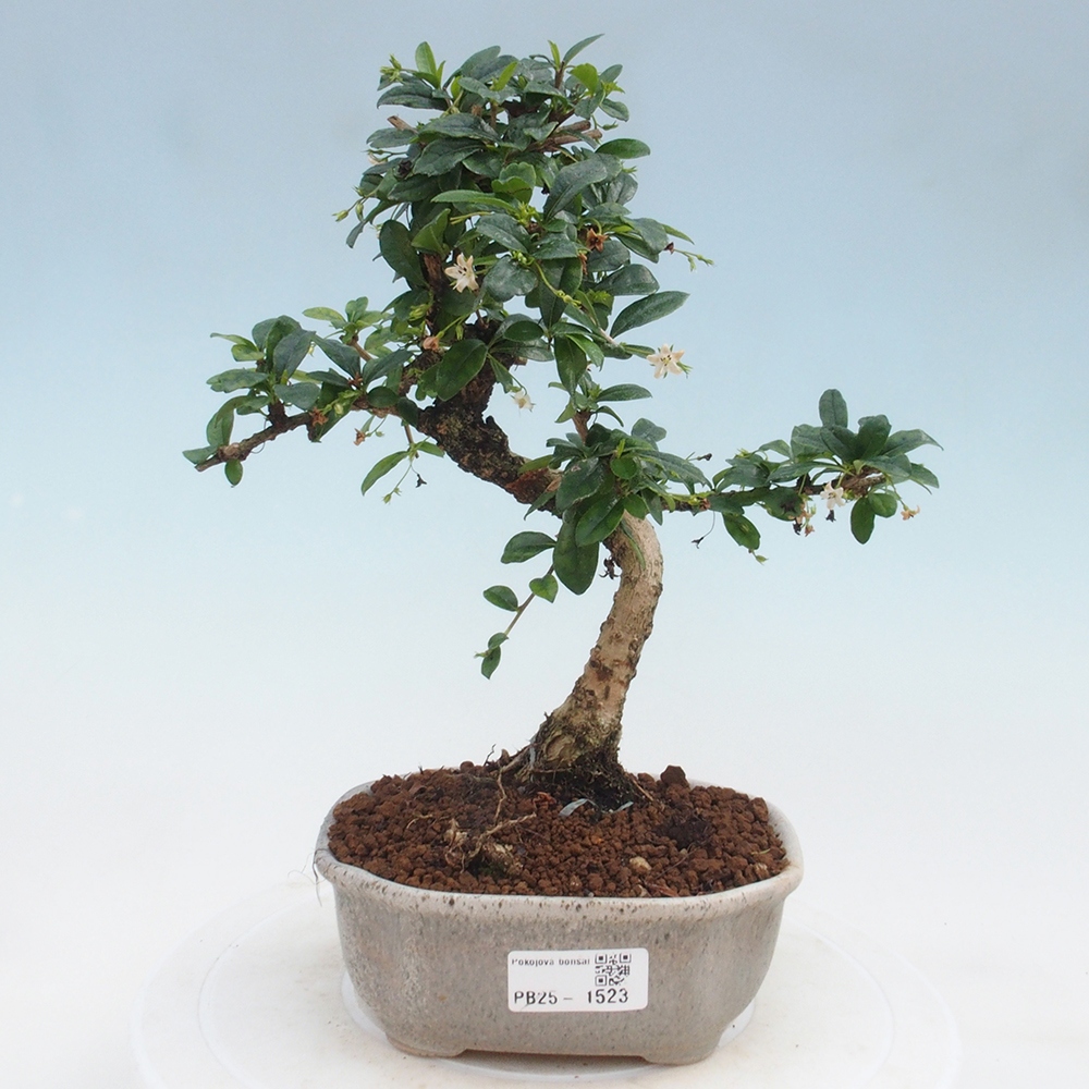 Indoor bonsai - Carmona macrophylla - Fuki tea