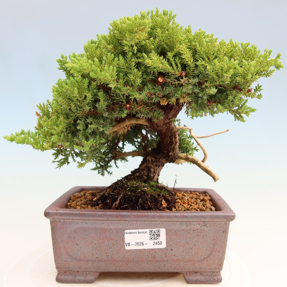 Outdoor Bonsai - Juniperus procumbens - Creeping Juniper