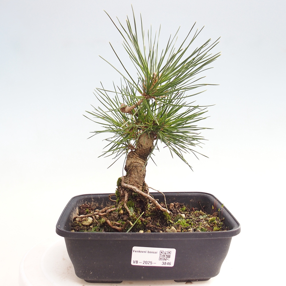 Outdoor bonsai - Pinus thunbergii - Thunberg pine