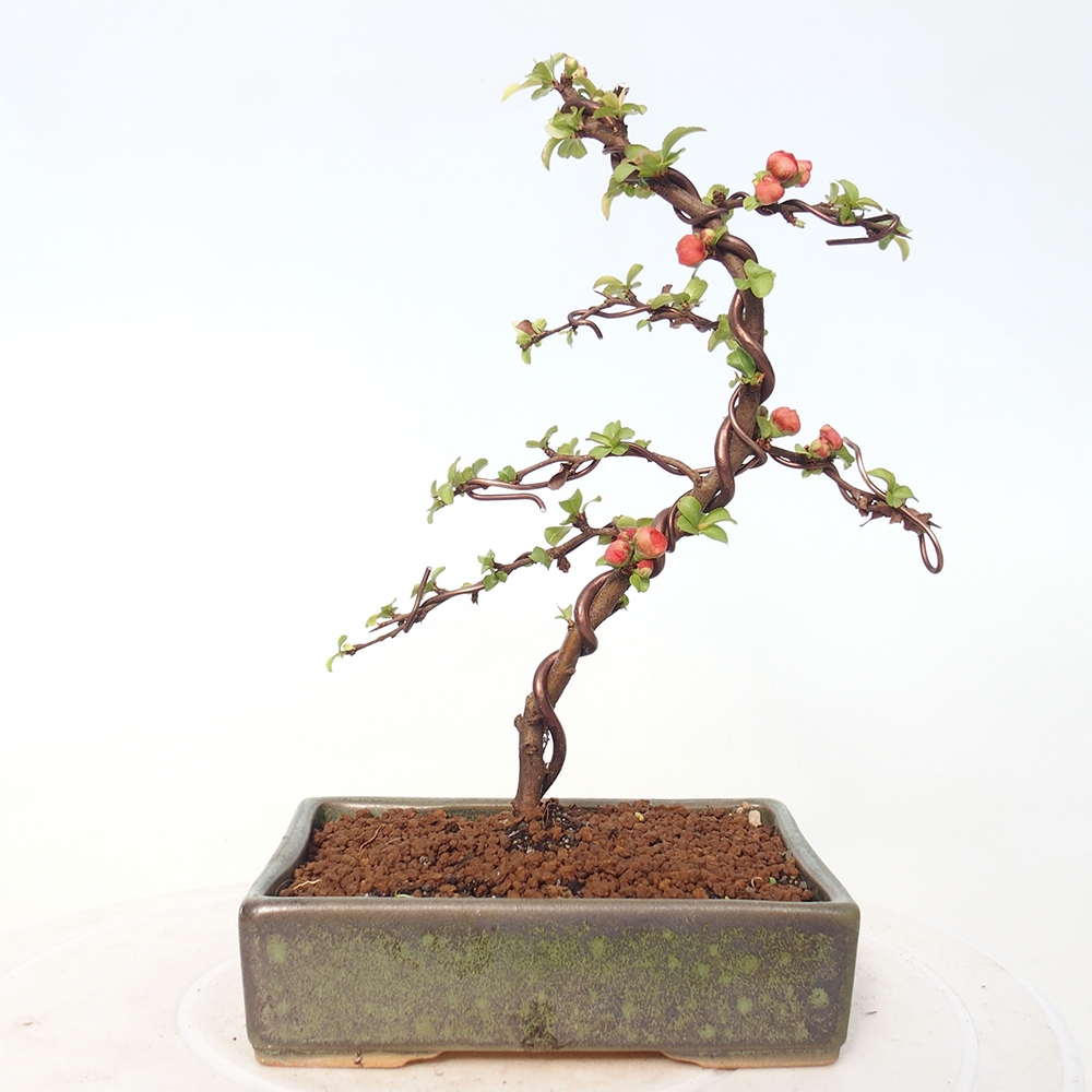 Outdoor bonsai - Chaneomeles s. Red Joy - Quince