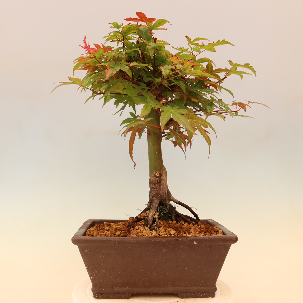 Norway maple - Acer palmatum Beni Tsukasa