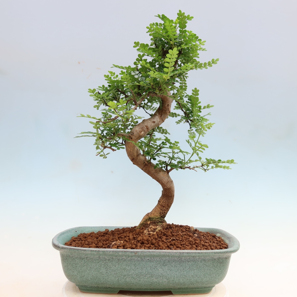 Room bonsai - Zantoxylum piperitum - pepper tree
