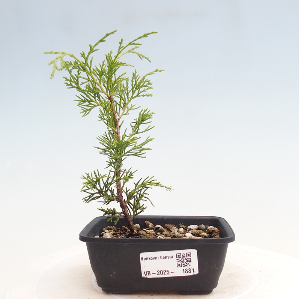 Outdoor bonsai - Juniperus chinensis Itoigawa - Chinese juniper