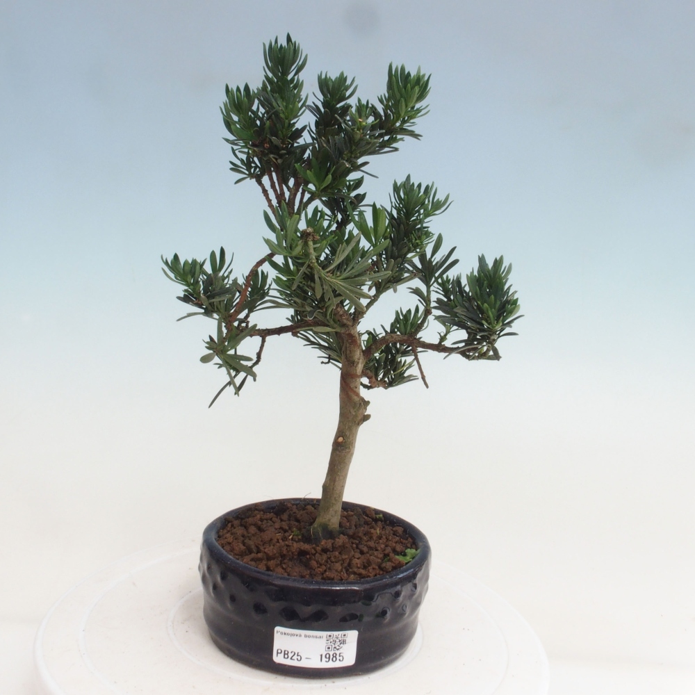 Indoor bonsai - Podocarpus - Stone thous