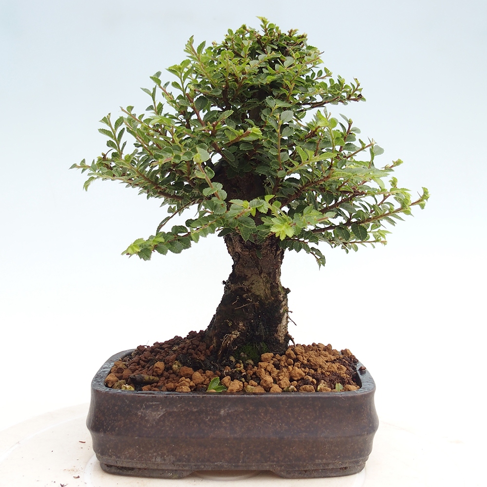 Outdoor bonsai - Ulmus parvifolia Hokkaido - Chinese elm