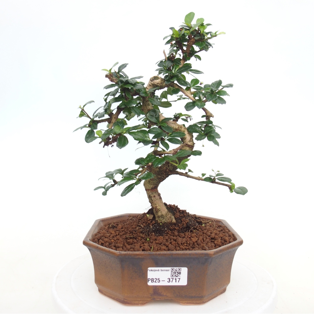 Room bonsai - Carmona macrophylla - Tea fuki