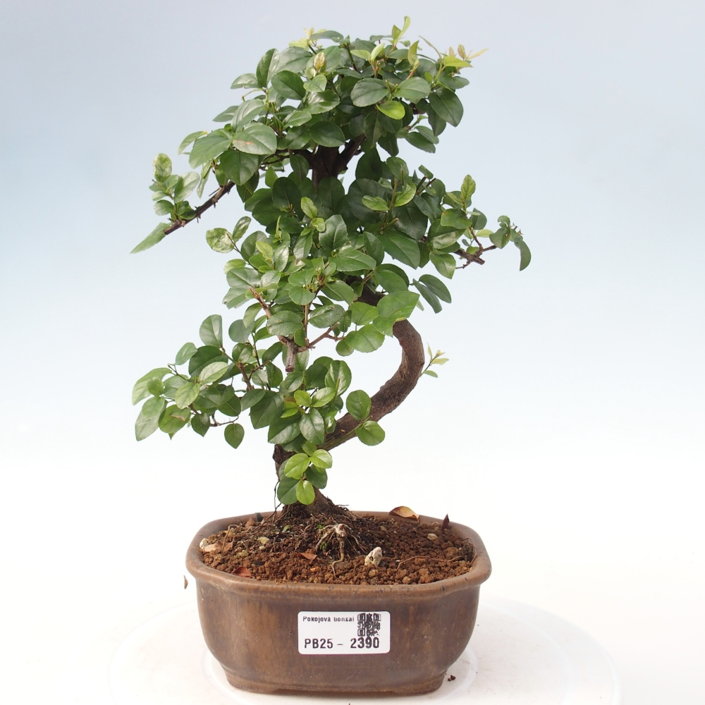 Indoor bonsai - Sagerécie thea - Sagerécie thea
