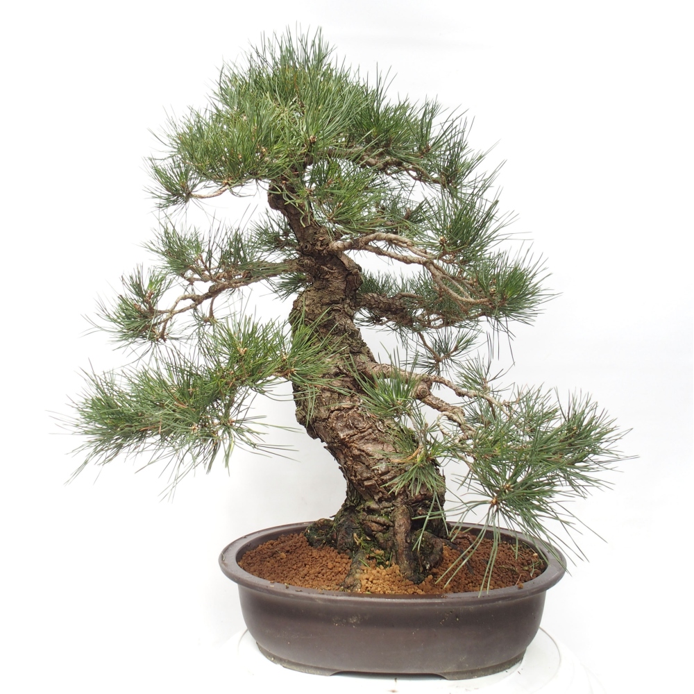 Outdoor bonsai - Pinus thunbergii - Thunberg pine