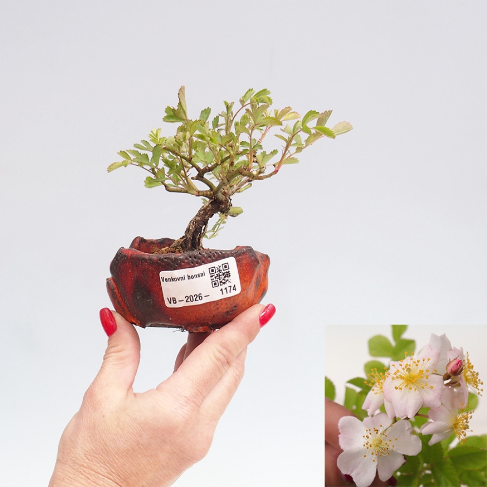 Outdoor bonsai - Rosa sp. - small-flowered rose