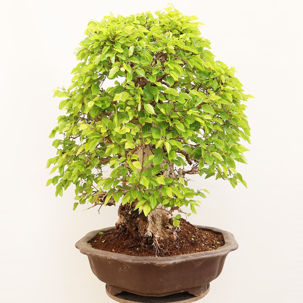 Outdoor bonsai - Carpinus Coreana - Korean hornbeam