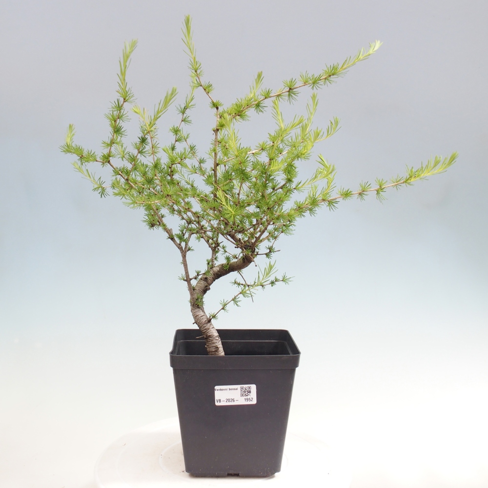 Outdoor bonsai -Larix decidua - Larch