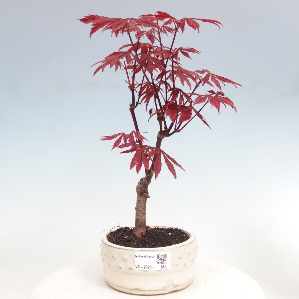 Outdoor bonsai - Acer palm. Atropurpureum-Javor palmate