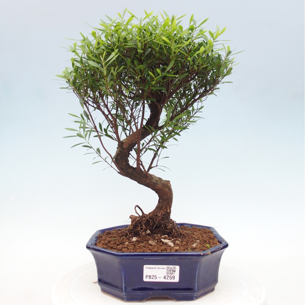 Room bonsai - Syzygium - Pimento