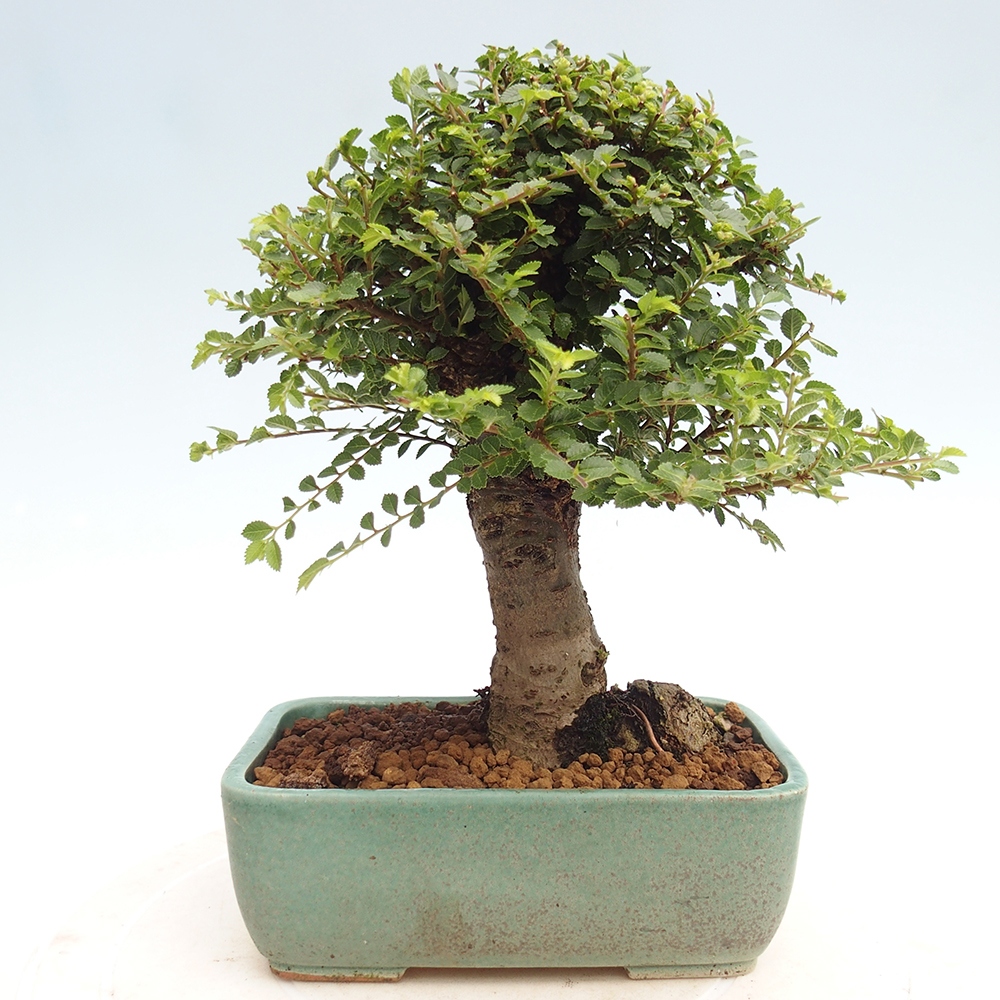 Outdoor bonsai - Ulmus parvifolia Hokkaido - Chinese elm