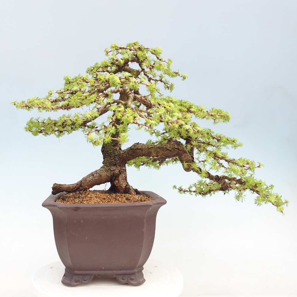 Outdoor bonsai -Larix decidua - Larch