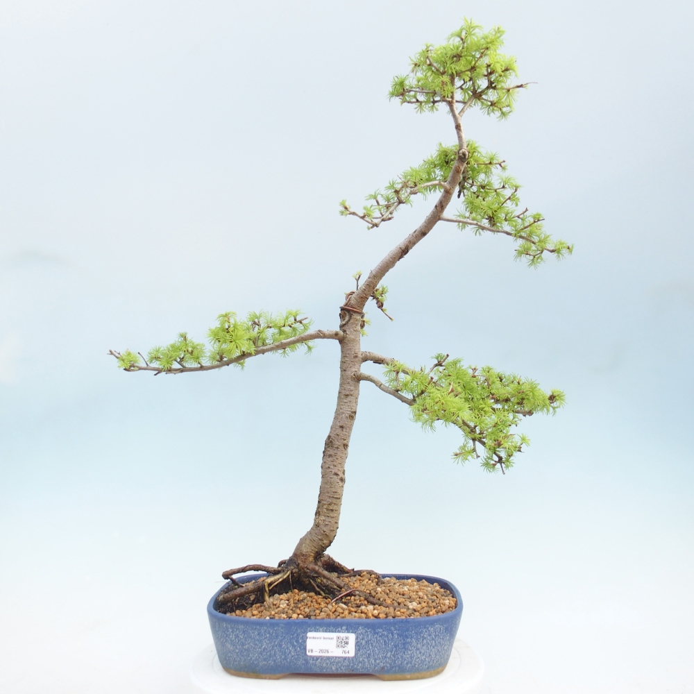 Outdoor bonsai -Larix decidua - Larch