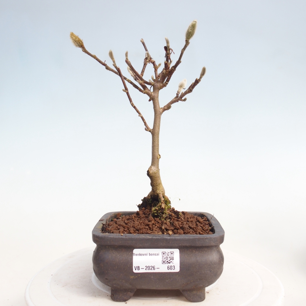 Outdoor bonsai - Magnolia stellata