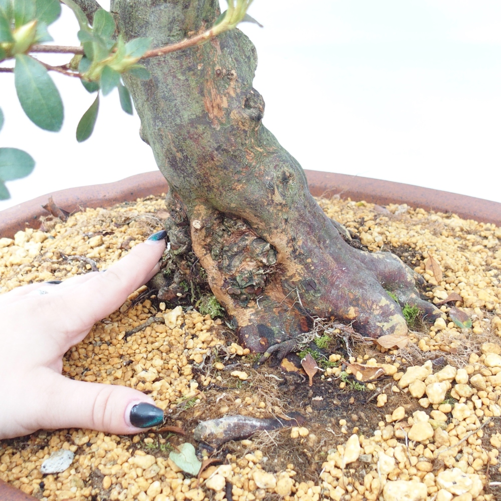 Outdoor bonsai - Japanese Azalea - Azalea Sansei