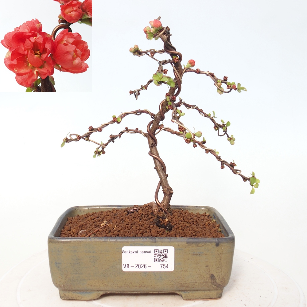 Outdoor bonsai - Chaneomeles s. Red Joy - Quince