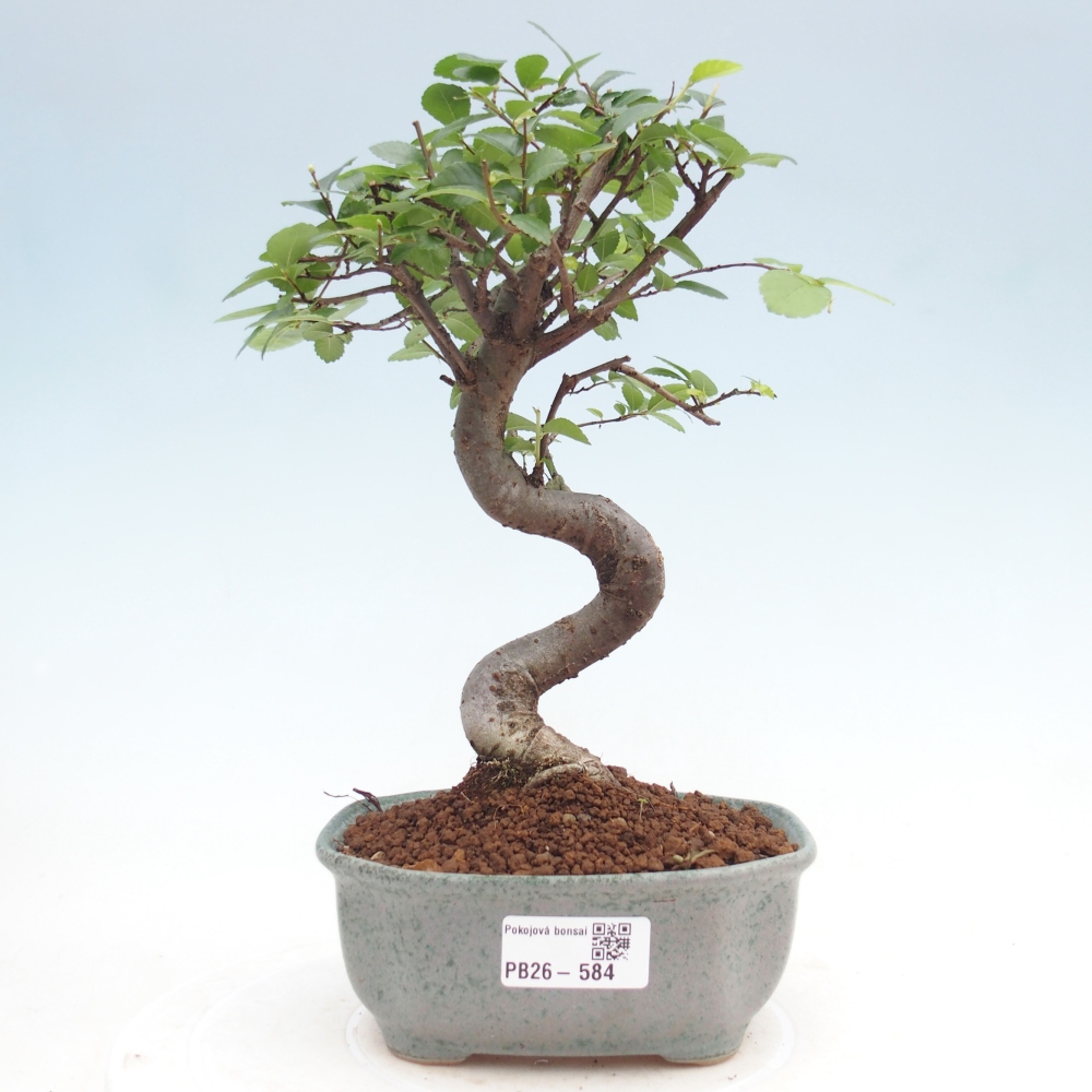 Room bonsai - Ulmus parvifolia - Small-leaved elm