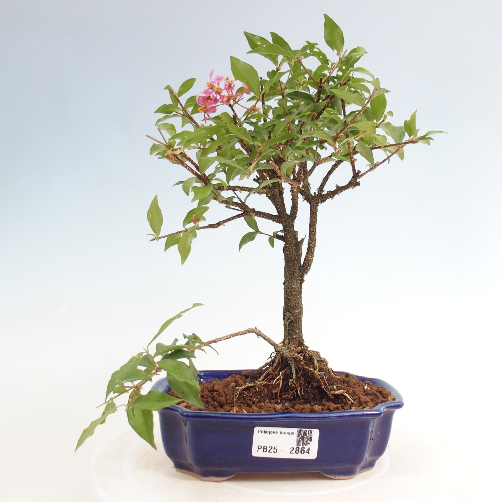 Room bonsai - Malpighia coccigera- Barbdorian cherry