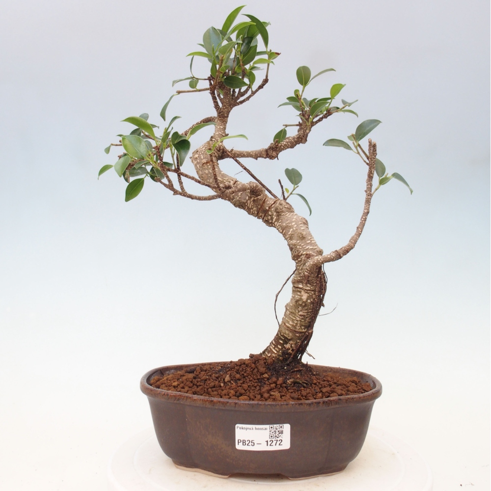 Indoor bonsai - Ficus retusa - small ficus
