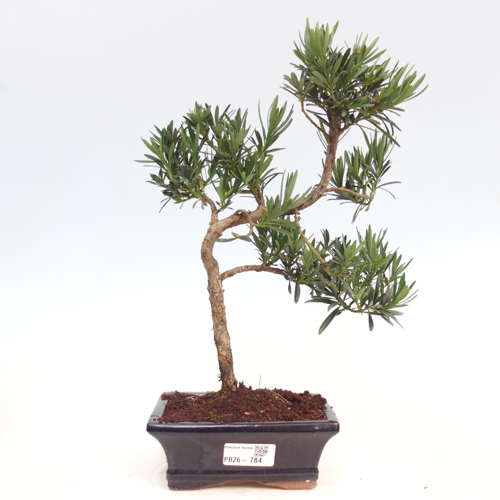 Room bonsai - Podocarpus - Stone Yew