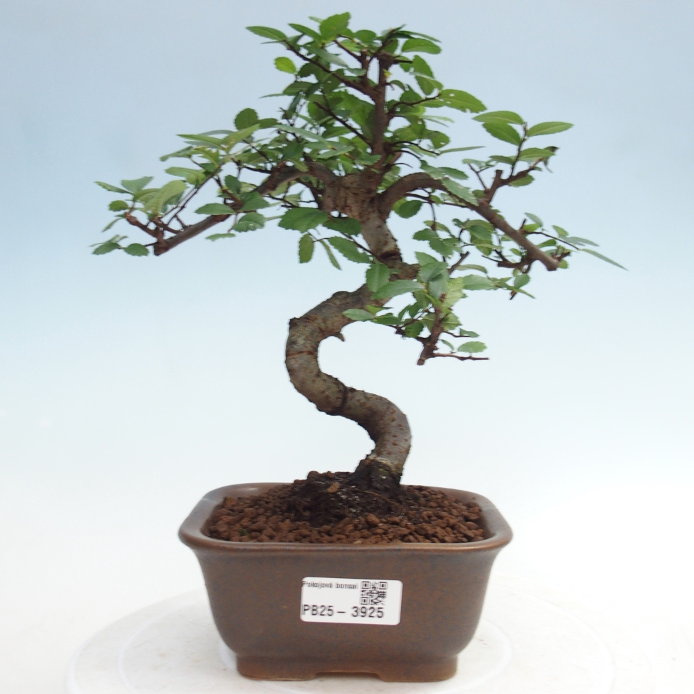 Room bonsai - Ulmus parvifolia - Small-leaved elm