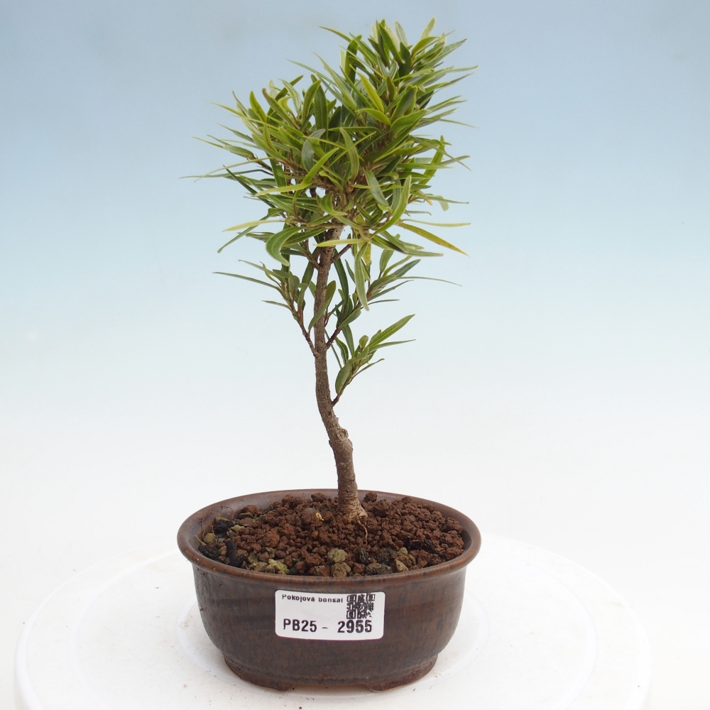 Indoor bonsai - Ficus nerifolia - small-leaved ficus