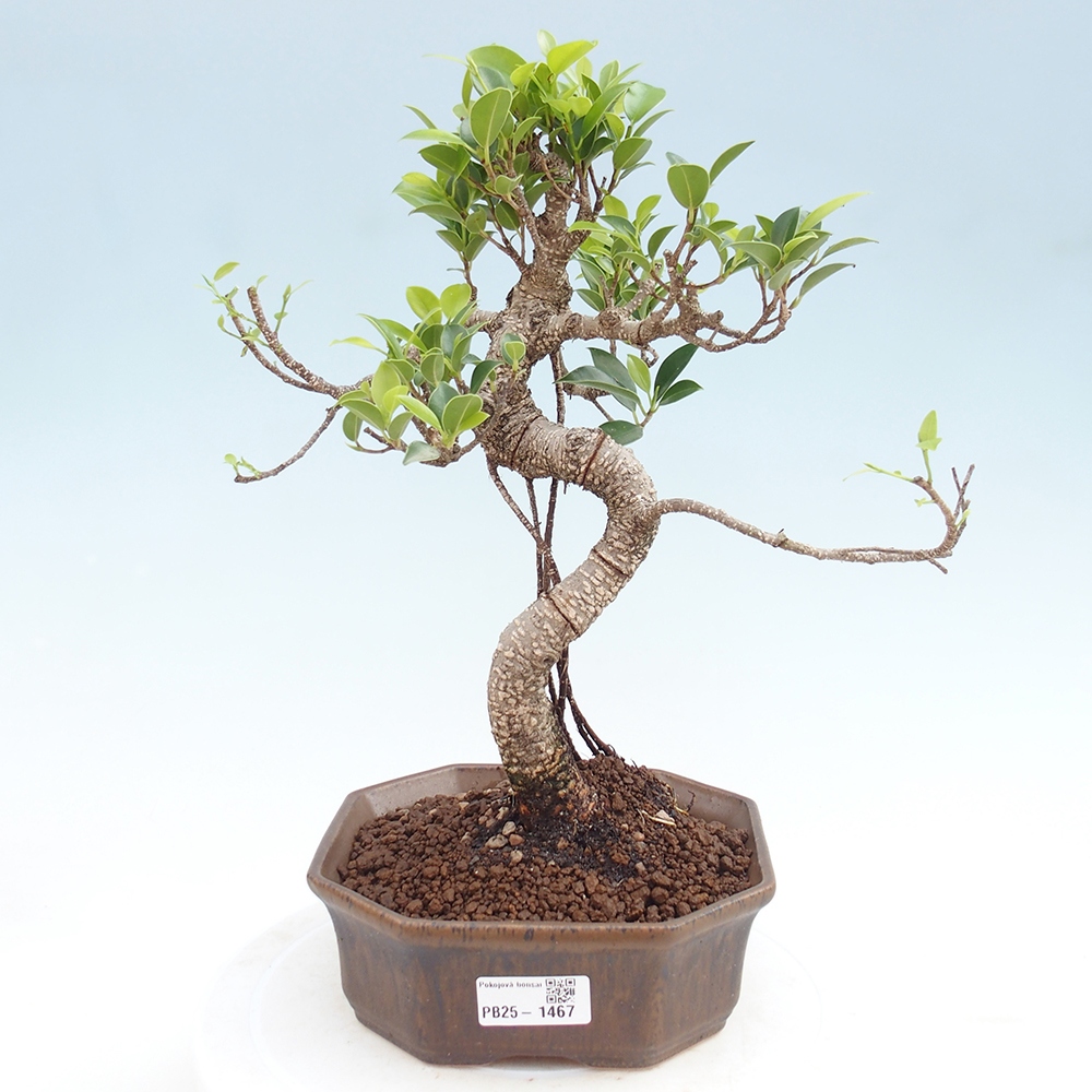 Indoor bonsai - Ficus retusa - small ficus