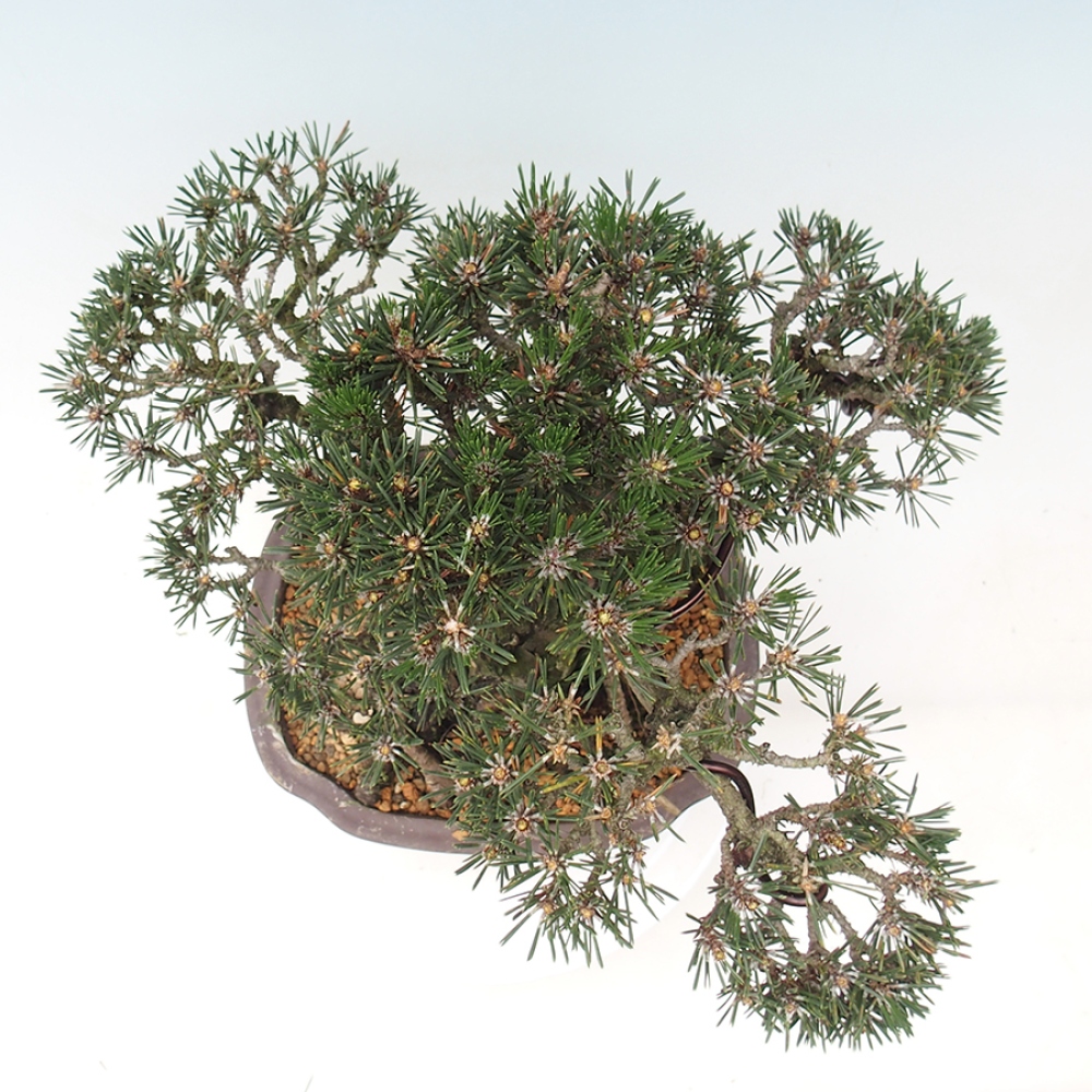 Outdoor bonsai - Pinus thunbergii Kotobuki - Thunberg pine