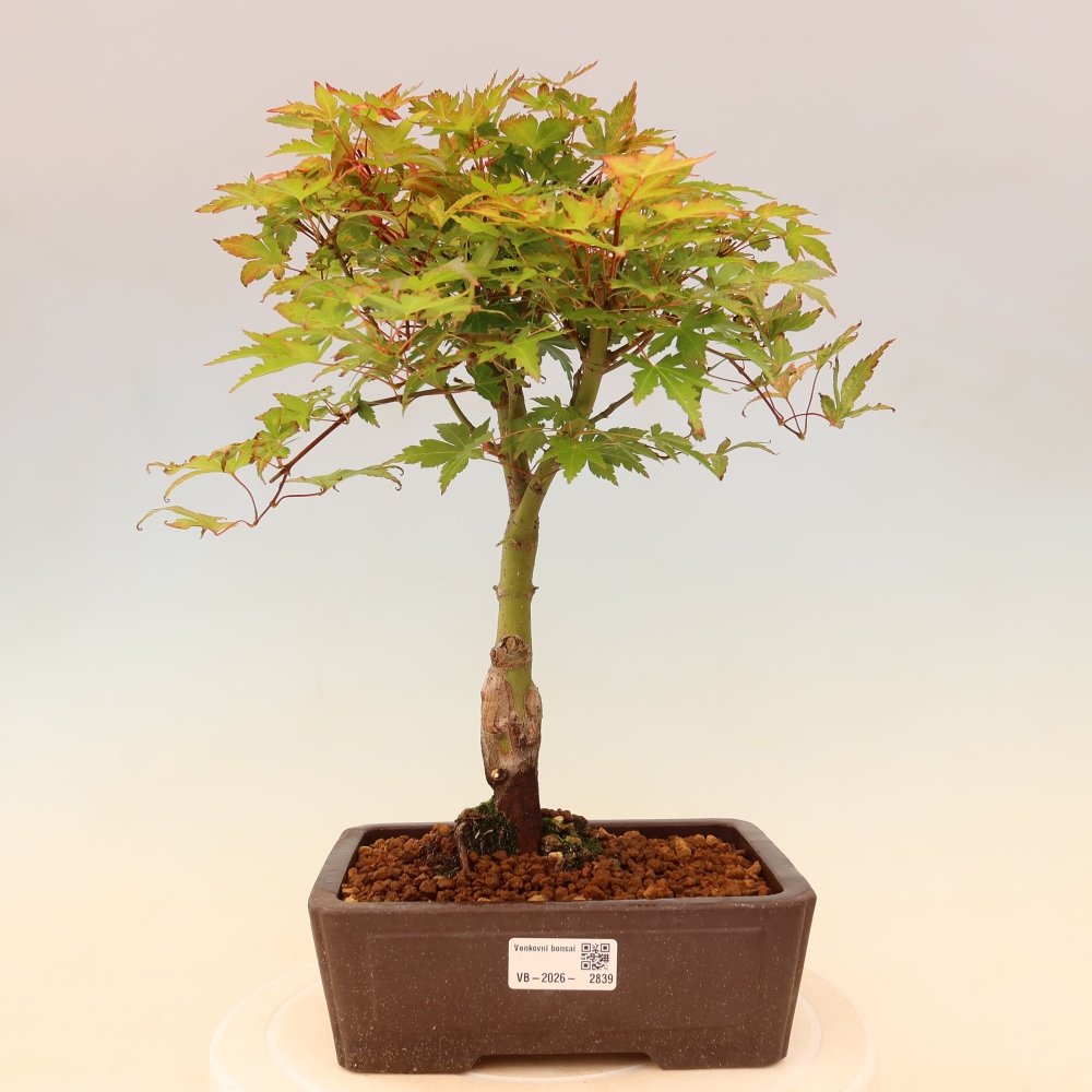 Norway maple - Acer palmatum Beni Tsukasa