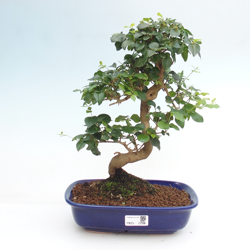 Room bonsai -Ligustrum chinensis - privet