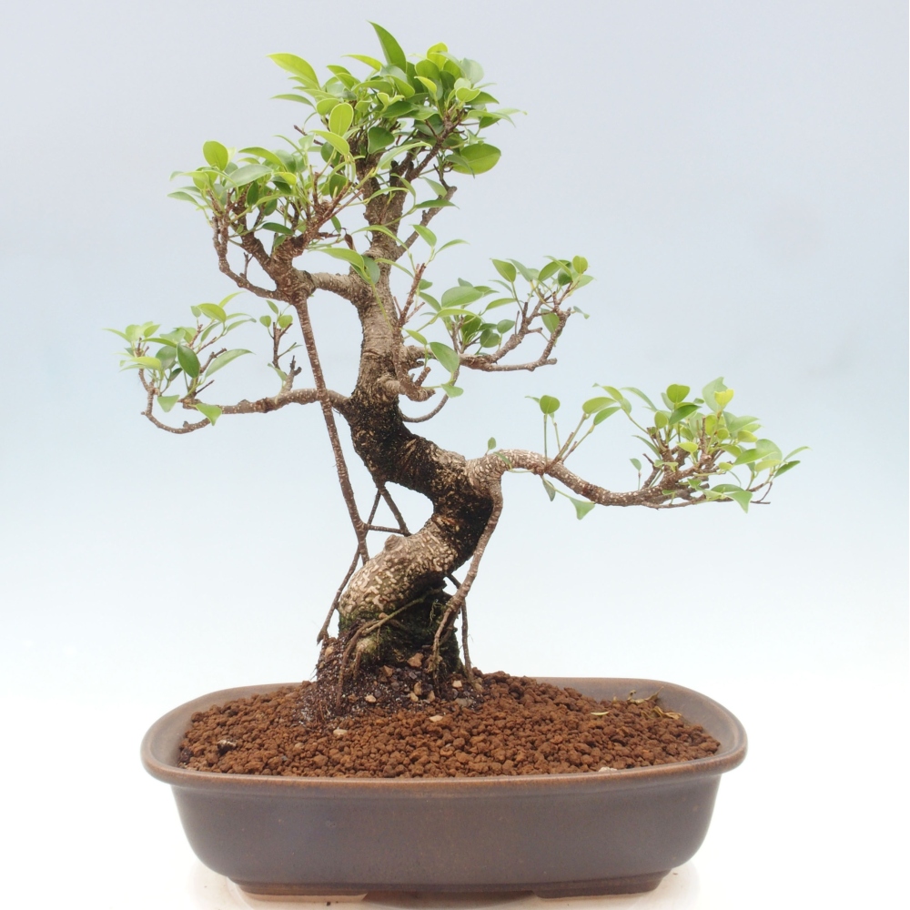 Indoor bonsai - Ficus kimmen - small-leaved ficus