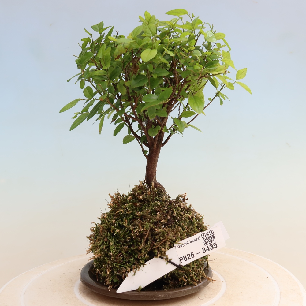 Kokedama with a saucer - Sageretia thea - Sageretia thea