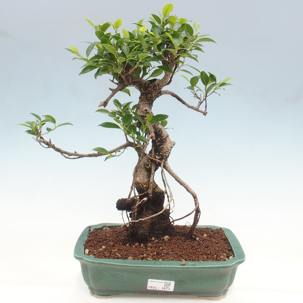 Indoor bonsai - Ficus kimmen - small-leaved ficus