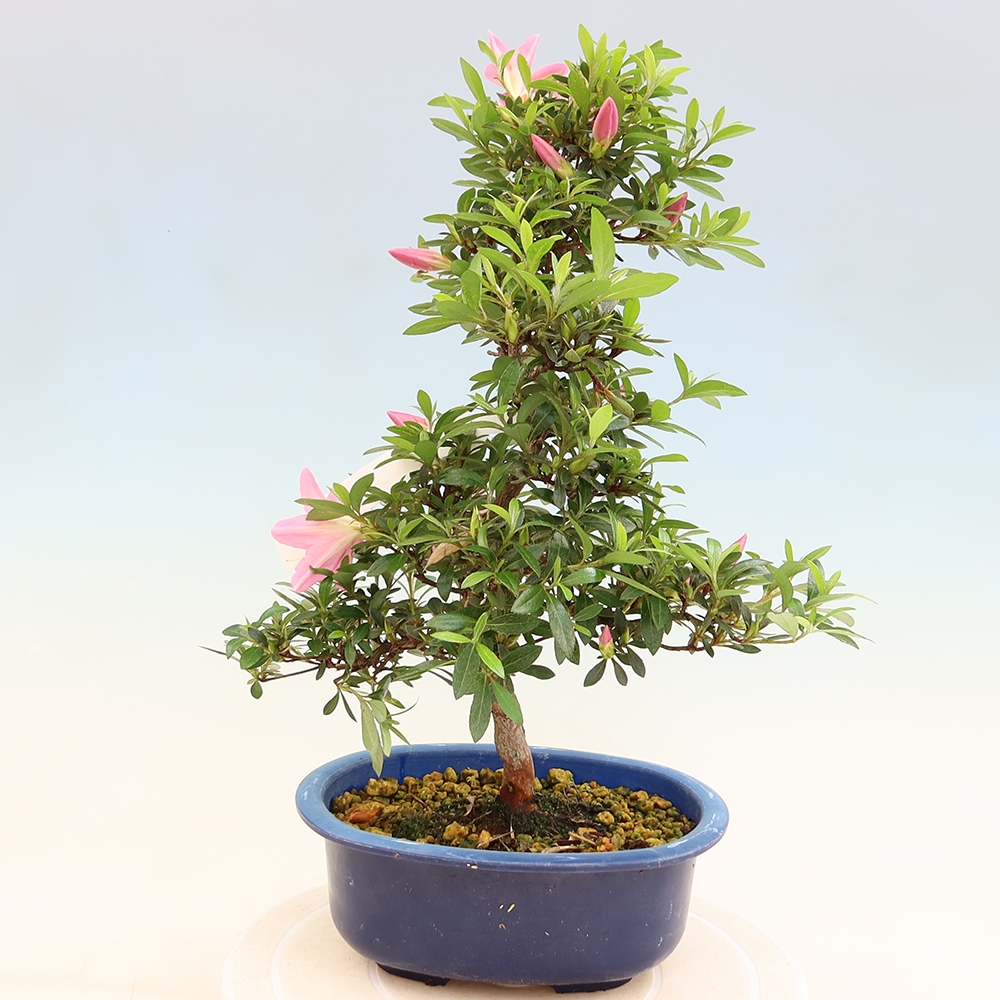 Outdoor bonsai - Japanese Azalea - Azalea Nasuno