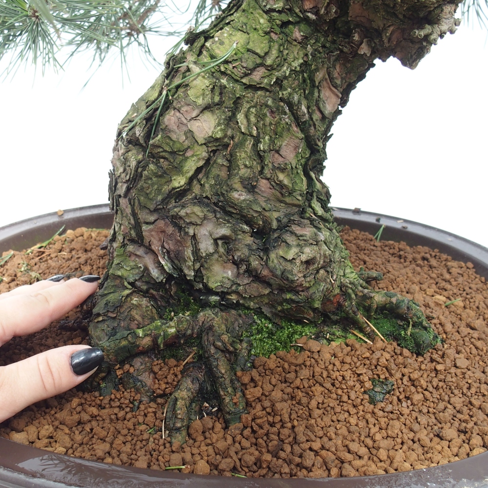 Outdoor bonsai - Pinus thunbergii - Thunberg pine