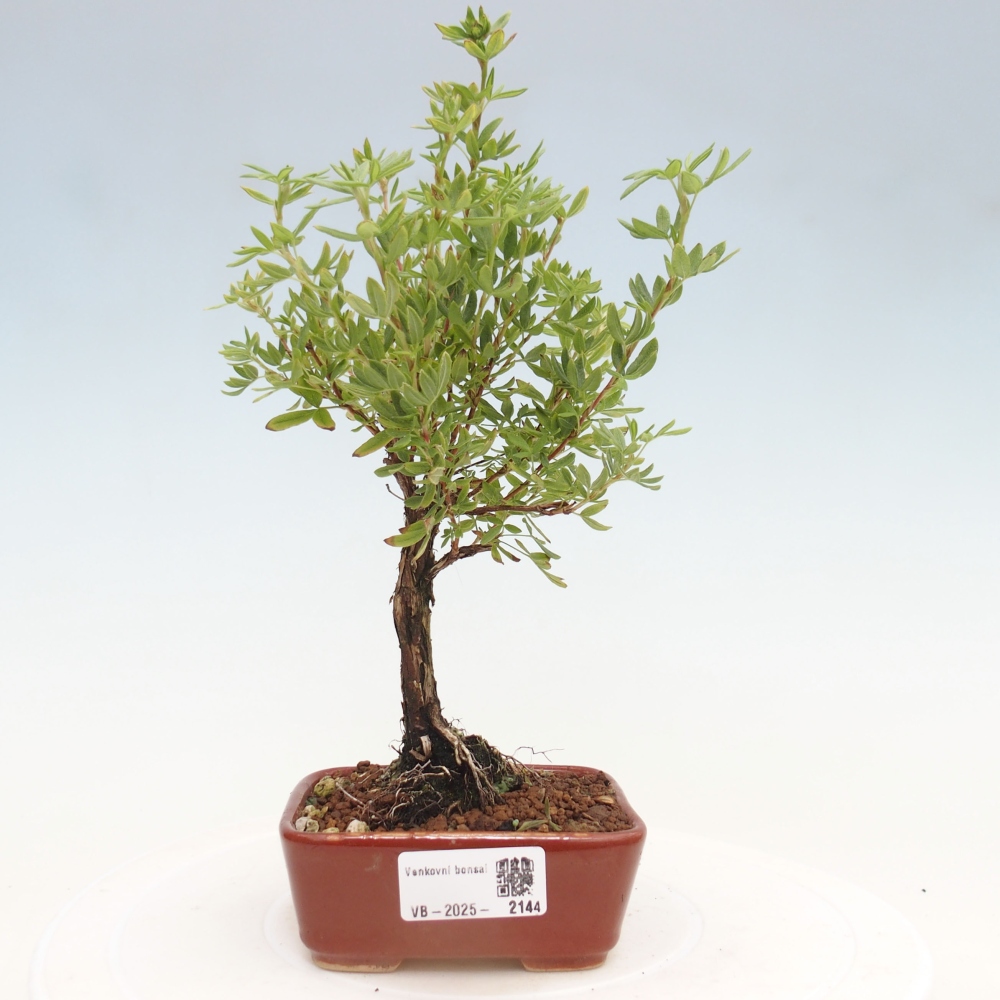 Outdoor bonsai-Cinquefoil - Potentila fruticosa yellow Bird