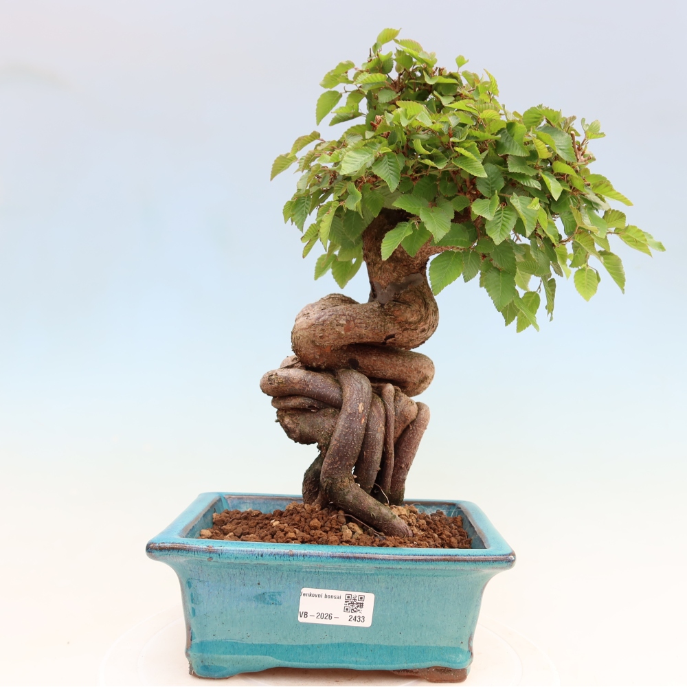 Outdoor bonsai -Carpinus coreana - Korean Hornbeam