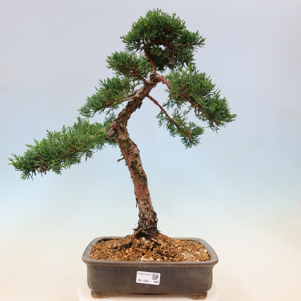 Outdoor bonsai - Juniperus chinensis Kishu