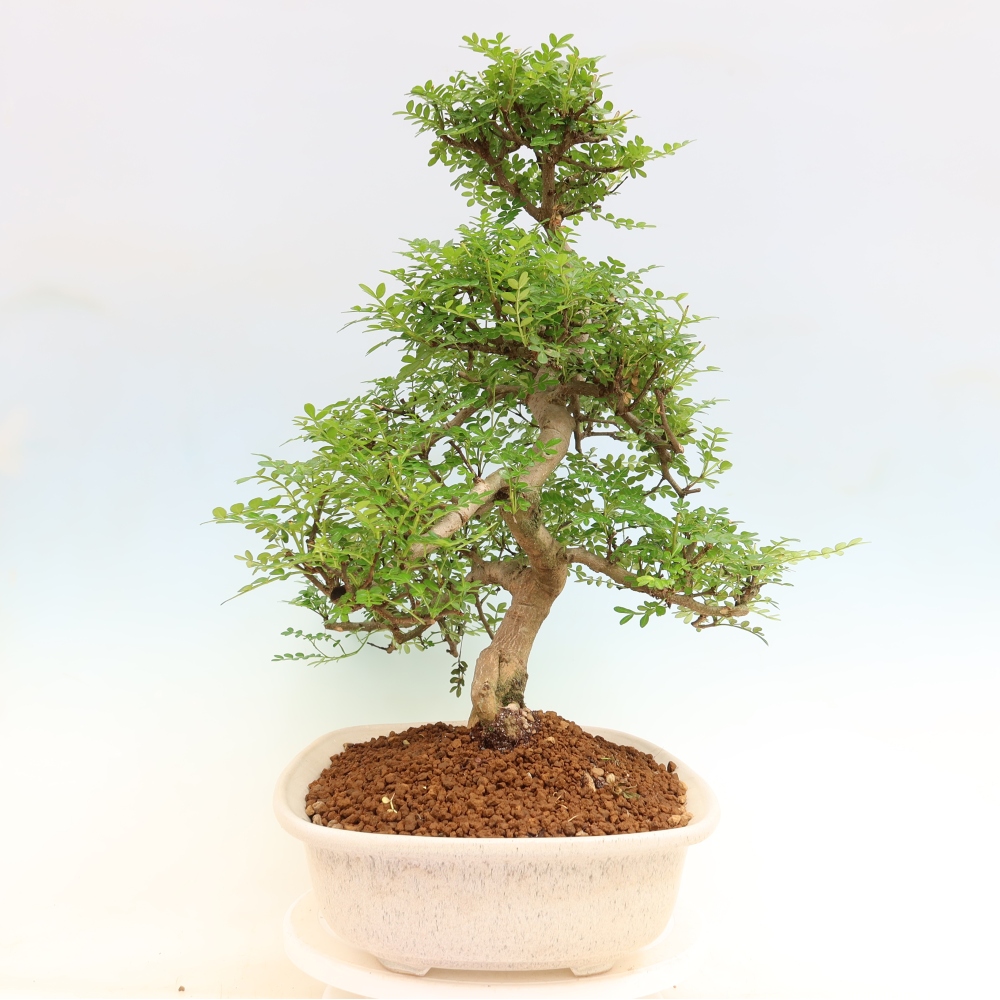 Room bonsai - Zantoxylum piperitum - pepper tree