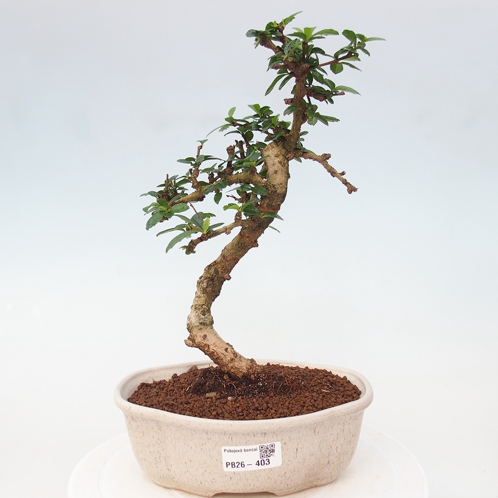 Room bonsai - Carmona macrophylla - Tea fuki