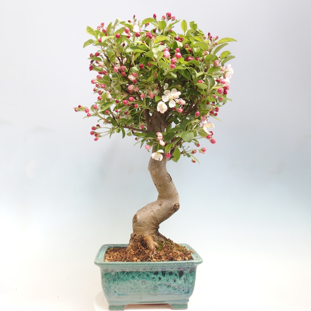 Outdoor bonsai -Malus halliana - Small-fruited apple tree