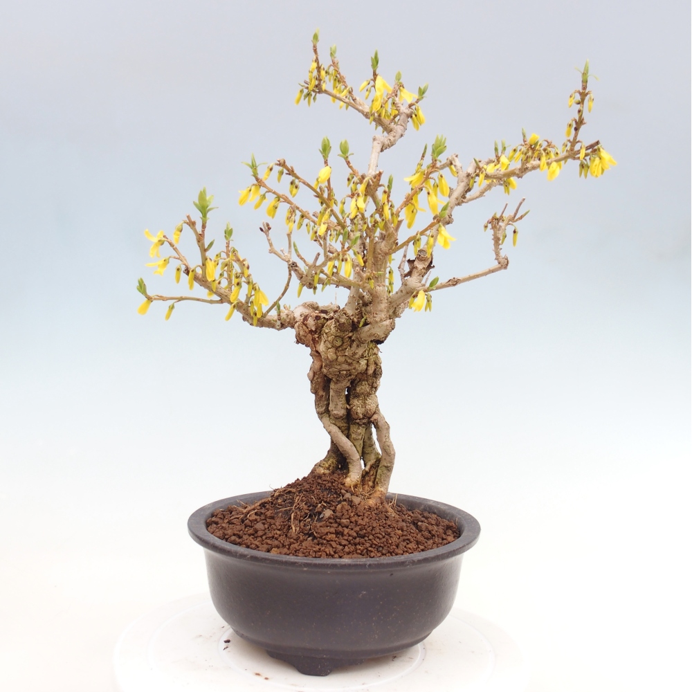 Outdoor bonsai - Zlatice - Forsythia koreana